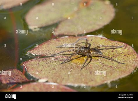 Great raft spider Stock Photo - Alamy