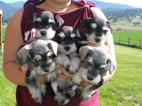 Cute Dogs: Miniature Schnauzer Puppies