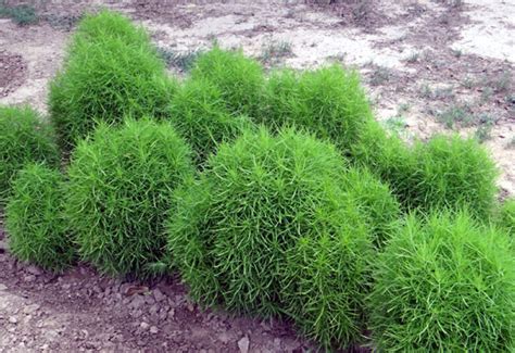 How to grow Kochia plant | Growing Kochia Scoparia (burning bush) - Naturebring