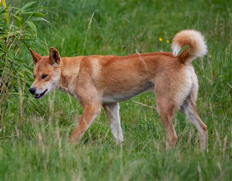 fraser island dingo, dingo, australian dog, wild dog, animal, canine, dog, wild, carnivore ...