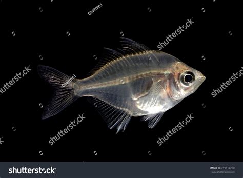 Transparent Fish Can See Through Skeleton Stock Photo 719117200 | Shutterstock