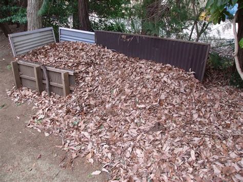 Leaf Mold Vs. Compost: Which Option Is Better? | Will It Compost