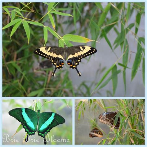 Butterfly Wonderland {Arizona Family Fun} - Brie Brie Blooms