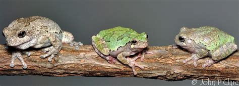 Gray Tree Frog Care and Breeding | Лягушка