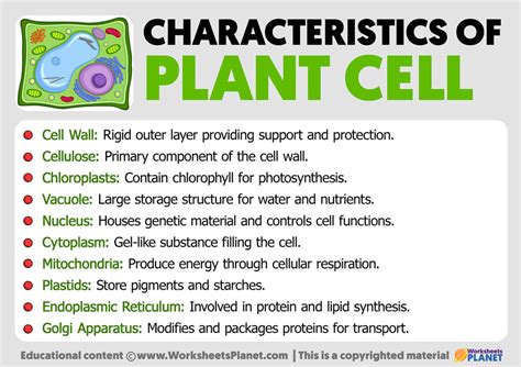 Characteristics of the Plant Cell