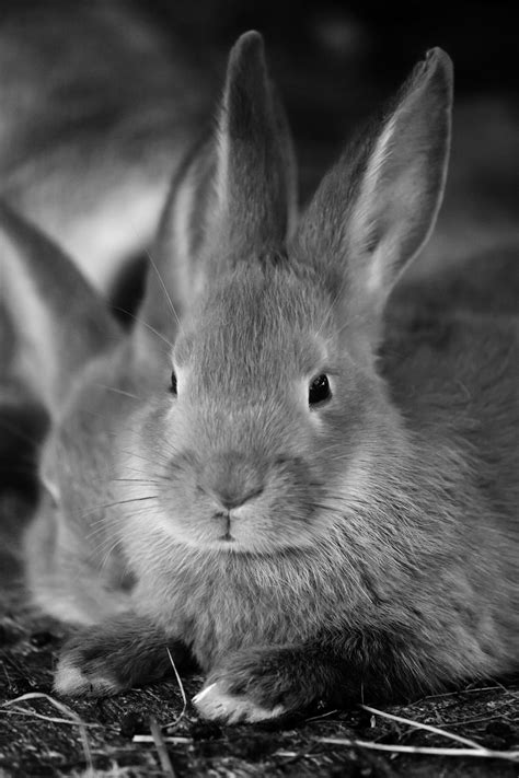 Bunny Rabbit Free Stock Photo - Public Domain Pictures