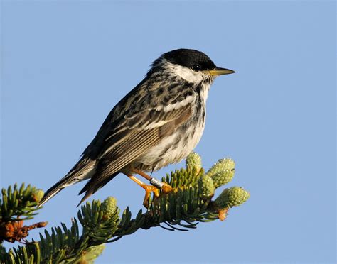 Blackpoll Warbler | Vermont Center for Ecostudies