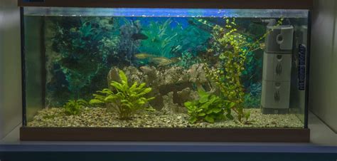 75-Gallon Aquarium: Our Top Five Best Picks