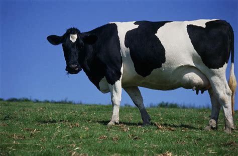 Friesian Cow Photograph by David Aubrey - Pixels