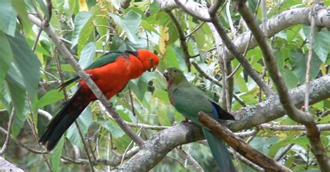 Christmas Hills: Baby King Parrot (Alisterus scapularis)