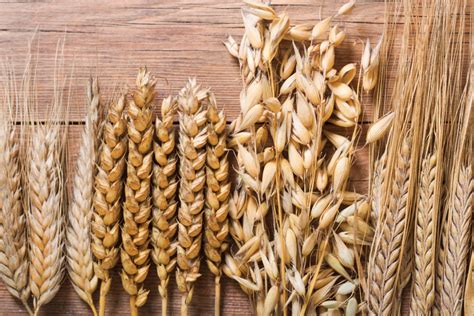 Canadian farmers to cut back on wheat, oats plantings this spring | 2021-04-28 | World Grain