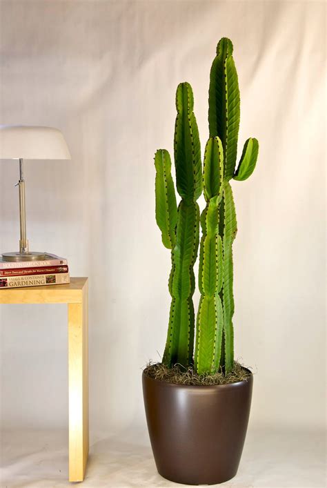 Cactus | Candelabra Tree - Houston Interior Plants