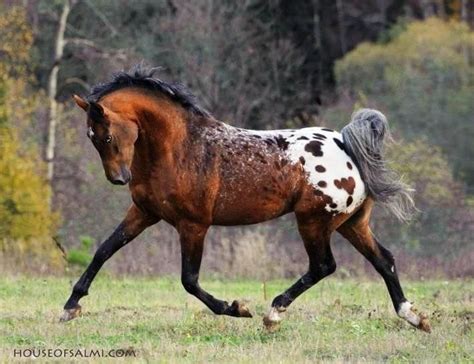 Native American Spotted Horses | via amy moreshead | Horses, Horse breeds