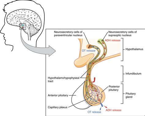 Module 19: The Brain Part I: Cerebrum, Diencephalon, Cerebellum, and ...