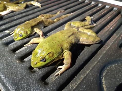 The Frog Blog: Invasive American bullfrog Q & A - CKISS - Central Kootenay Invasive Species Society