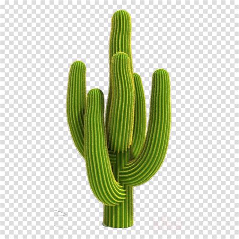 Download High Quality cactus clip art saguaro Transparent PNG Images - Art Prim clip arts 2019