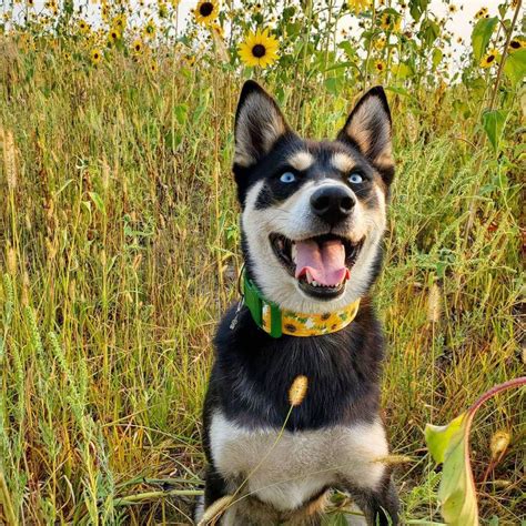 These Husky Mixes Are Adorable, and We Want Them All | Always Pets