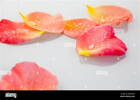 Orange petals of a rose Stock Photo - Alamy