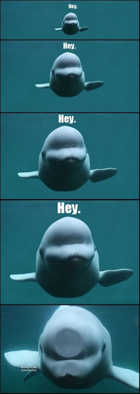 beluga whale Funny Animal Memes, Funny Animal Pictures, Cute Funny Animals, Funny Cute, Funny ...