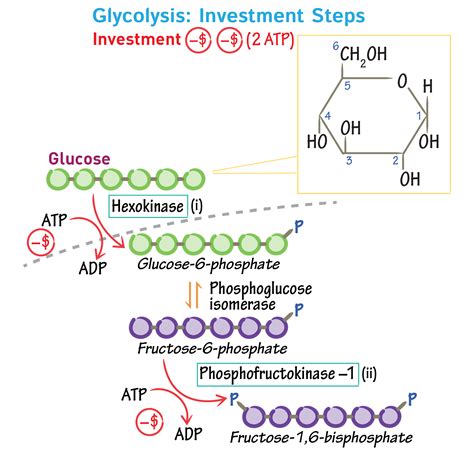 Biochemistry Glossary: Glycolysis | Draw It to Know It