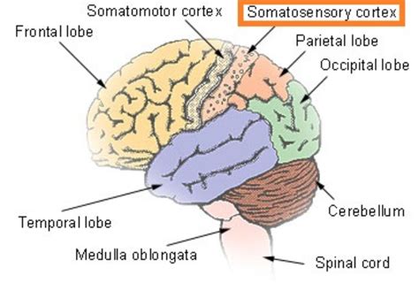 the somatosensory cortex is most critical for our sense of - The Education