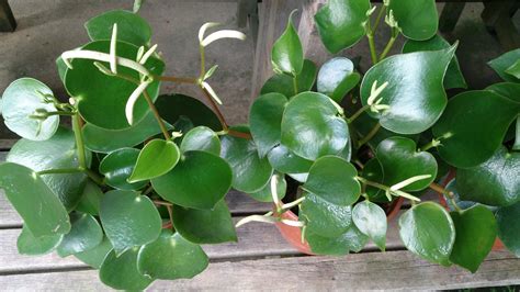 The Ultimate Guide to Peperomia Varieties - Houseplant Resource Center