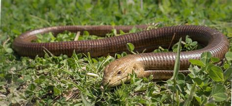 European Legless Lizard Care - Information, Enclosure, Diet & Health - Pets With Scales