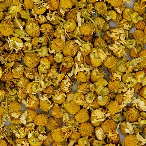 Camomile Flowers - Rosevear Tea