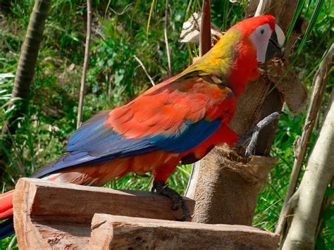 Cuban macaw † (Ara tricolor) - Exotic birds