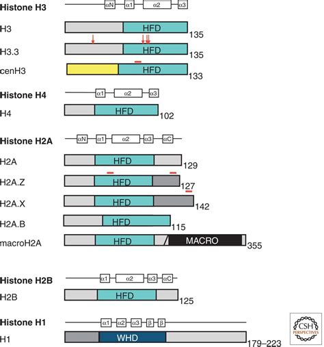 Histone Variants and Epigenetics