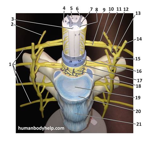 Spinal Cord Model – Human Body Help