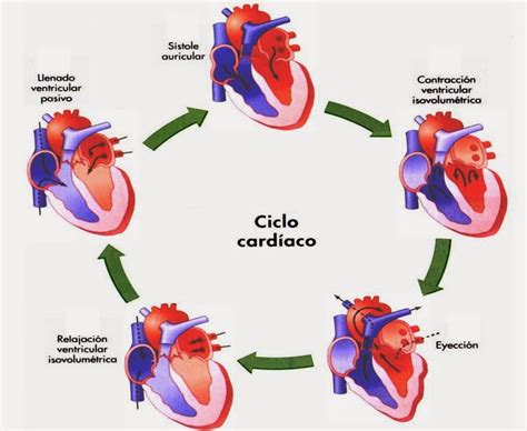 Ciclo cardiaco 24/02/14 ~ BLOG DE FISIOLOGÍA BASICA