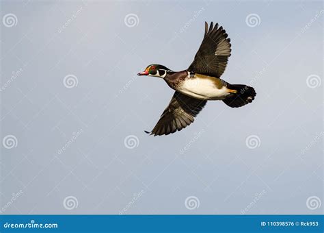 Wood Duck Flying in a Blue Sky Stock Photo - Image of cloudy, circling: 110398576