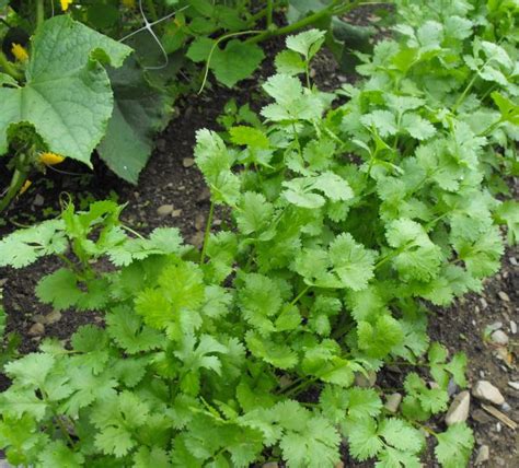 Biodynamic Coriander Cilantro Seeds 371 · Turtle Tree Seed Initiative