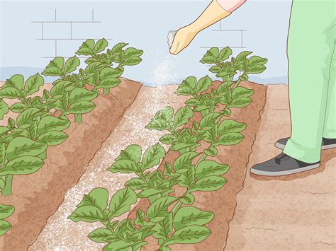 3 Simple Ways to Apply Slow Release Fertilizer - wikiHow