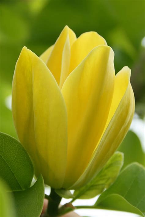 Buy Yellow Bird Magnolia | FREE SHIPPING | Wilson Bros Gardens | 3 ...