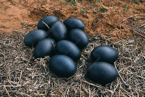 Emu eggs in a nest, Australia - Stock Image - Z804/0028 - Science Photo ...