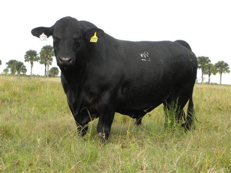 Brangus Cattle Info, Size, Lifespan, Uses, and Pictures