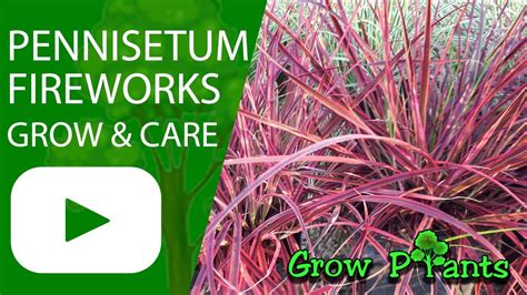 Pennisetum fireworks - grow & care (Fountain grass) - YouTube