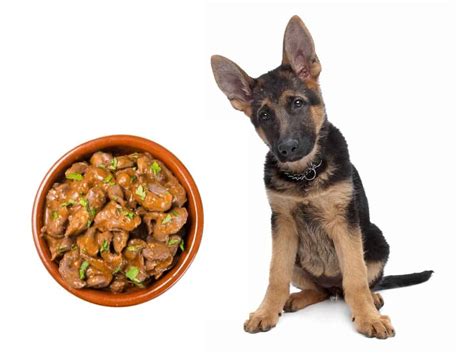 German Shepherd Feeding Guide (From Puppy to Adult) - World of Dogz