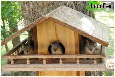 Cómo construir una casa de ardillas con tus propias manos