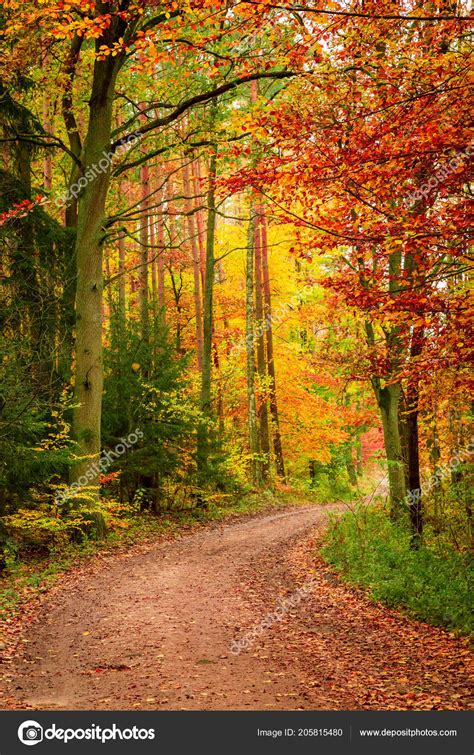 Beautiful Path Autumn Forest Europe Stock Photo by ©Shaiith79 205815480