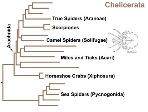 Theories of Evolution - Subphylum chelicerata
