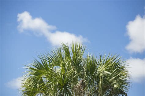 Hiking The Everglades Trails and Photographing Its Beautiful Environment