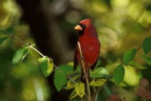 Free picture: northern cardinal, bird, cardinalis, cardinalis, small, snowy, tree, branch