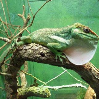 Knight Anole Facts and Pictures