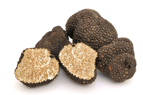 French black truffle Stock Photo 06 free download