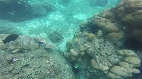 Snorkeling in Long Beach Ko Phi Phi Don - YouTube