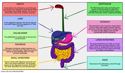 Digestive Enzymes for the Treatment of IBS - Charlies Magazines