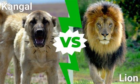 Kangal VS. Lion - Off-Topic - Comic Vine